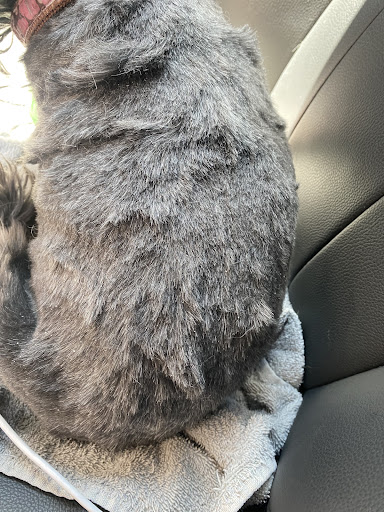 Pet Supply Store «PetSmart», reviews and photos, 6060 Long Prairie Rd, Flower Mound, TX 75028, USA