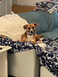 Creature Comforts Pet Resort
