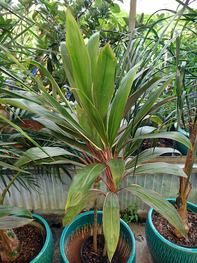 Hardware Store «Proctor Ace Hardware», reviews and photos, 1281 Atlantic Blvd, Neptune Beach, FL 32266, USA