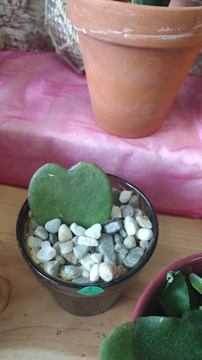 Florist «Tony Rossi Sons Florists», reviews and photos, 1508 Fruitvale Ave, Oakland, CA 94601, USA