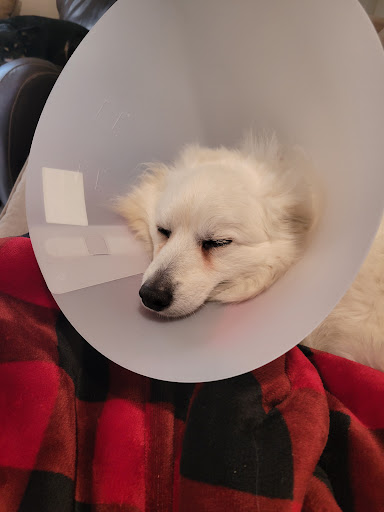 Rancho Regional Veterinary Hospital image