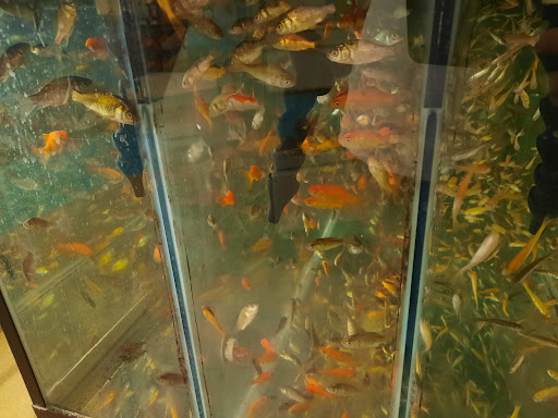 Pet Supply Store «Petco Animal Supplies», reviews and photos, 753 53rd Ave NE, Fridley, MN 55421, USA