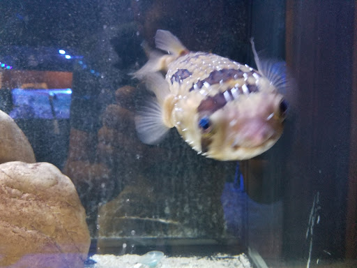 Tropical Fish Store «Aquatic Evolution LLC», reviews and photos, 23 1330 W, Orem, UT 84057, USA