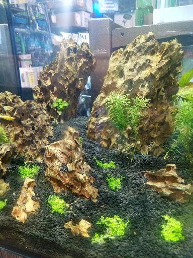 Tropical Fish Store «Aquatic Wildlife Co», reviews and photos, 70 Buckland Rd, South Windsor, CT 06074, USA