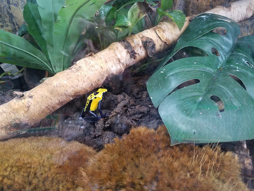 Reptile Store «MOC Reptiles», reviews and photos, 643 NE 125th St, North Miami, FL 33161, USA