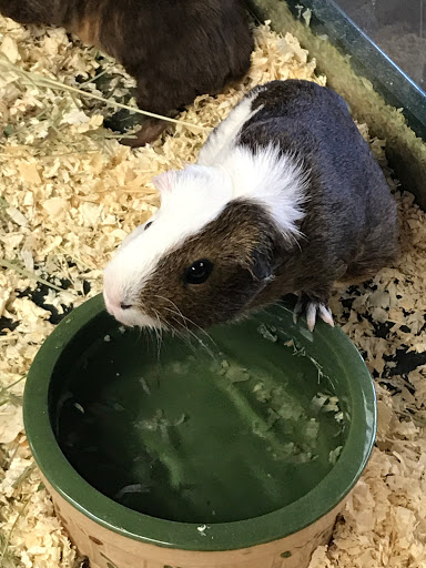 Animal Feed Store «Whittier Feed Store», reviews and photos, 12618 Penn St, Whittier, CA 90602, USA