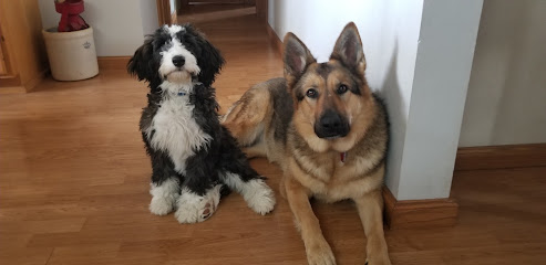 Bernedoodle Beauties