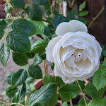 Photo n°8 de l'avis de Joachim.a fait le 09/06/2019 à 19:46 sur le  Gourmet Restaurant Kipperhof à Otterbach