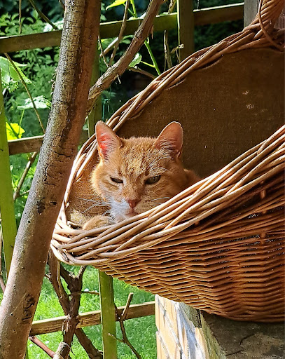 Kleintierpraxis Dr. Hühnke & Pauls unter Henstedt-Ulzburg, 