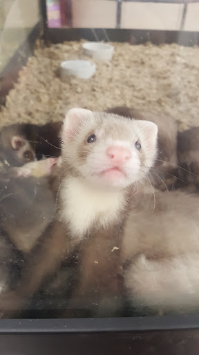 Pet Supply Store «Petco Animal Supplies», reviews and photos, 4915 E 41st St C, Tulsa, OK 74135, USA