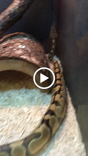 Pet Supply Store «PetSmart», reviews and photos, 1115 Vidina Pl, Oviedo, FL 32765, USA