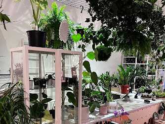 Jungle Plant Store