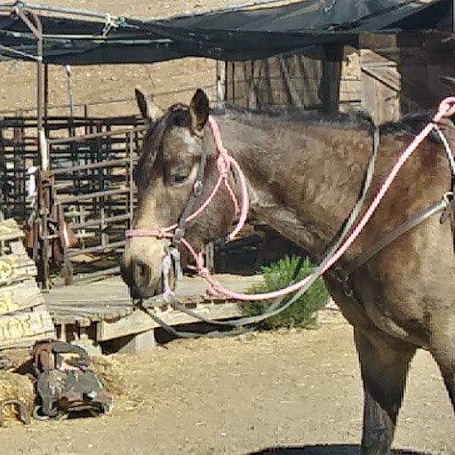 Horseback Riding Service «Spur Cross Stables», reviews and photos, 44029 N Spur Cross Rd, Cave Creek, AZ 85331, USA