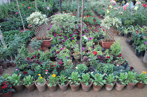 Neel Kamal Nursery : Indoor Outdoor Flower & Plant Nursery in Jaipur