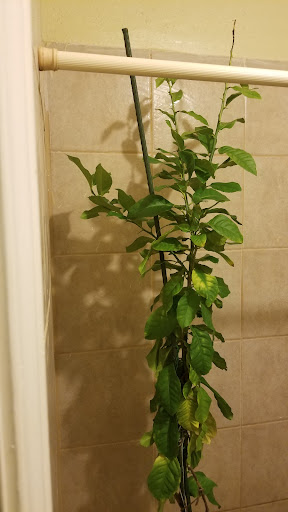 Florist «Flower Box», reviews and photos, 7910 Gulf Fwy, Houston, TX 77017, USA