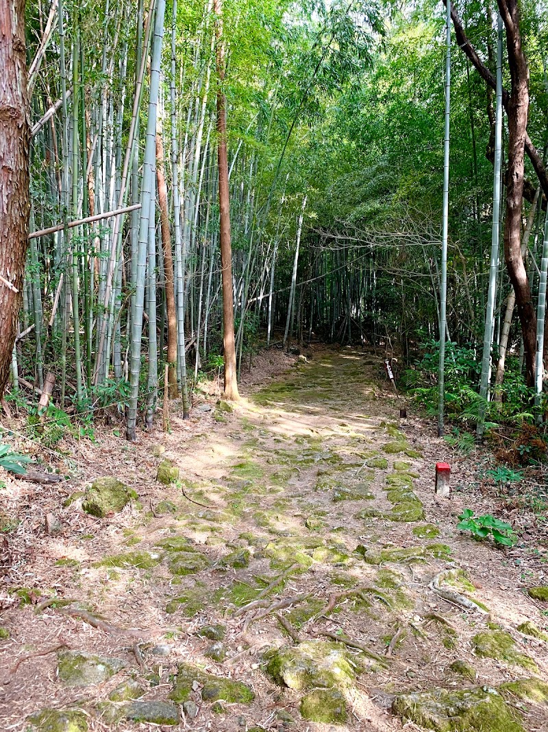 高野坂の竹林