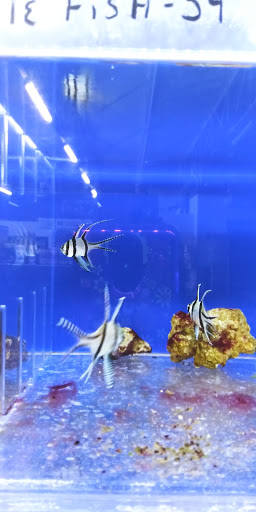 Pet Store «The Pet Zone», reviews and photos, 20 W Oak St, Pittston, PA 18640, USA