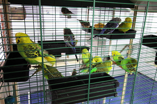 Parrot shops en London
