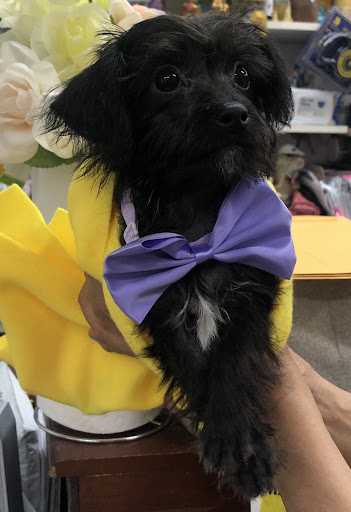 Pet Supply Store «Zoo-Rama Pets», reviews and photos, 2566 E Tremont Ave, Bronx, NY 10461, USA