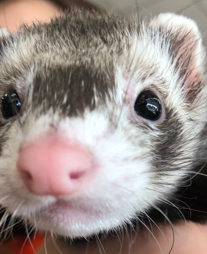 Pet Supply Store «Choice Pet - Danbury», reviews and photos, 67 Newtown Rd, Danbury, CT 06810, USA