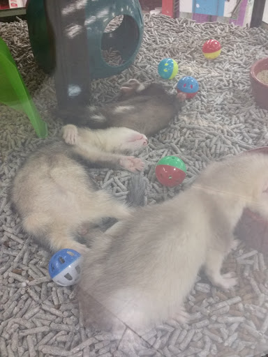 Pet Supply Store «Petco Animal Supplies», reviews and photos, 5843 N Elizabeth St, Pueblo, CO 81008, USA