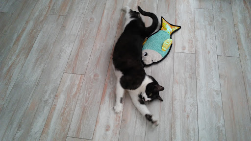 Pet Store «Pet Junction», reviews and photos, 146 NH-108, Dover, NH 03820, USA