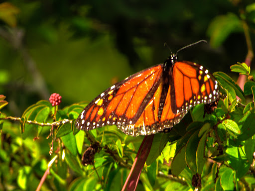 Park «Hammock Park», reviews and photos, 1945 San Mateo Dr, Dunedin, FL 34698, USA