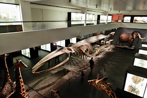 Naturhistorisches Museum Bern