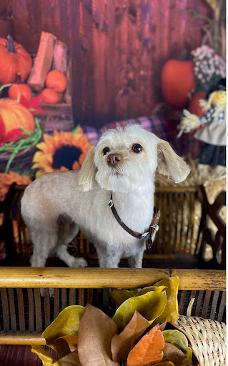 Pet Supply Store «Paws Pet Supply and Grooming», reviews and photos, 7571 Barnett Way, Powell, TN 37849, USA