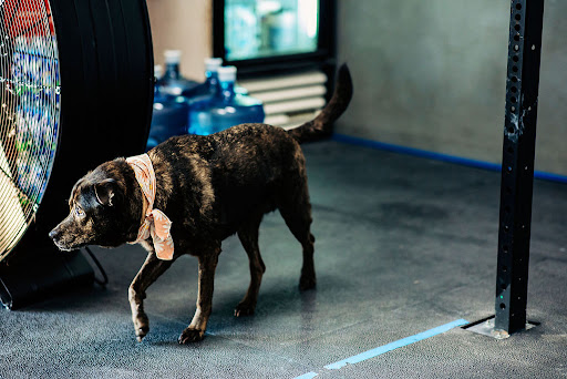 Health Club «CrossFit Fort Pierce», reviews and photos, 2901 US-1, Fort Pierce, FL 34946, USA