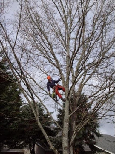 Treekeeper Tree Service Inc.