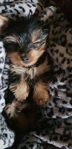 Pet Store «The Puppy Store», reviews and photos, 1163 Merrick Ave, Merrick, NY 11566, USA