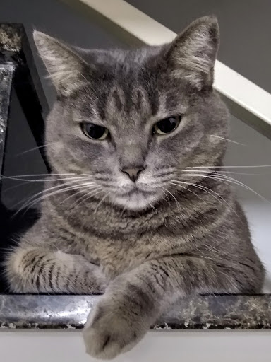 Veterinária Dra. Kikuyo em São Paulo - SP