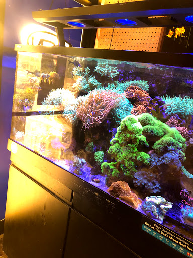 Aquarium Shop «Exotic Aquariums», reviews and photos, 7399 Bird Rd, Miami, FL 33155, USA