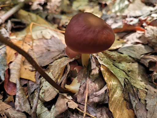 Campground «High Falls Park Campground», reviews and photos, 34 Cemetery Rd, Chateaugay, NY 12920, USA