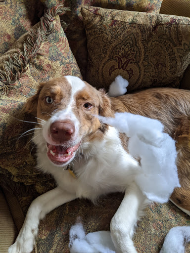 Mt Airy Veterinary Hospital image