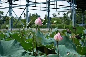 Bihutoli Lotus Garden image