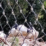 Photo n° 3 de l'avis de Sylvie.U fait le 25/08/2022 à 17:33 pour Zoo de Maubeuge à Maubeuge