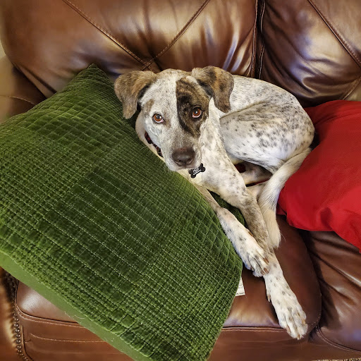 Animal Shelter «Humane Society of Ocean City», reviews and photos, 1 Shelter Rd, Ocean City, NJ 08226, USA