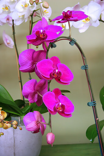 Florist «LARCHMONT VILLAGE FLORIST», reviews and photos, 420 N Larchmont Blvd, Los Angeles, CA 90004, USA