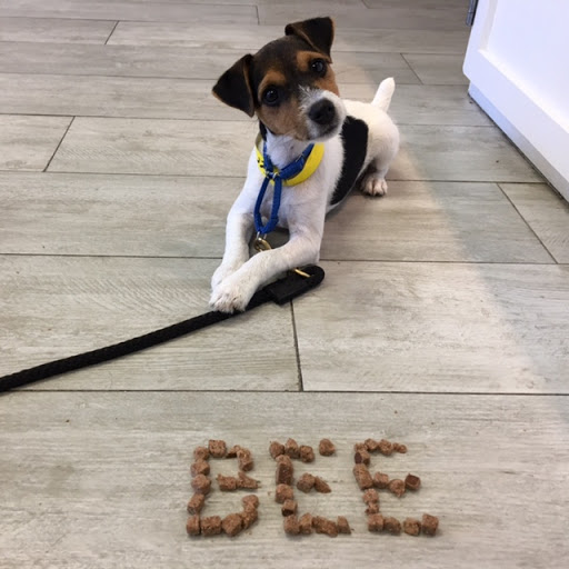 Wags & Wiggles image