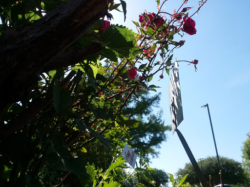 Park «Armstrong Park», reviews and photos, 100 James Collins Blvd, Duncanville, TX 75116, USA