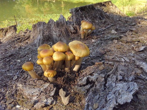 RV Park «Cloverdale RV Park», reviews and photos, 2789 E Co Rd 800 S, Cloverdale, IN 46120, USA