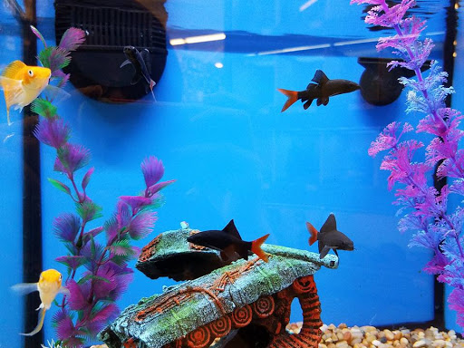 Pet Supply Store «Pet Supplies Plus», reviews and photos, 12407 MoPac Expy 525 - B, Austin, TX 78758, USA