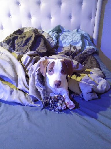 Pet Supply Store «Pet Supplies Plus», reviews and photos, 21703 Village Lakes Shopping Center Dr, Land O Lakes, FL 34639, USA