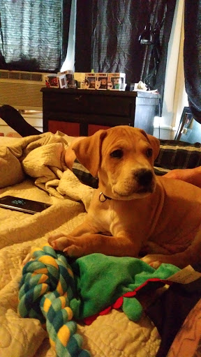 Pet Supply Store «PetSmart», reviews and photos, 213 Daniel Webster Hwy, Nashua, NH 03060, USA