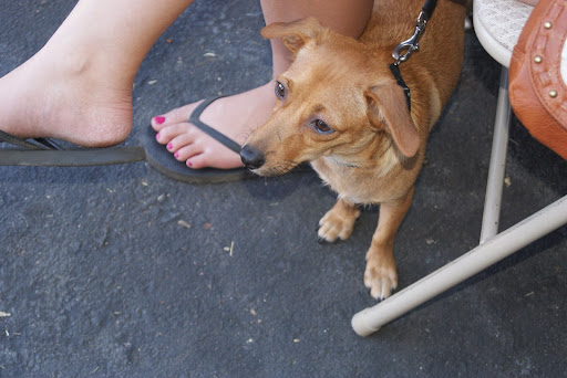 Pet Supply Store «Farmyard Feed», reviews and photos, 27705 Dutcher Creek Rd, Cloverdale, CA 95425, USA