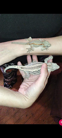 Furry Tails & Scales Petsitting and Exotic Rescue - Photo 9 - Car repair in Hawkins, TX, Tyler