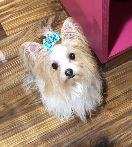 Pet Groomer «Woof Gang Bakery Rockwall», reviews and photos, 832 Steger Towne Rd, Rockwall, TX 75032, USA