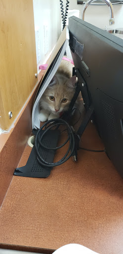 Pet Supply Store «PetSmart», reviews and photos, 8500 N Evanston Ave, Kansas City, MO 64157, USA